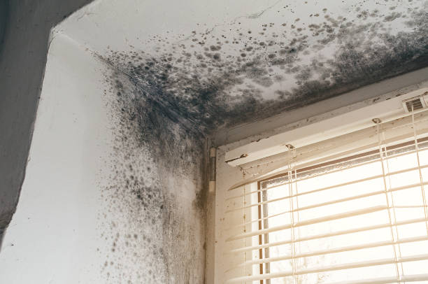 Affordable Hvac And Air Duct Mold Remediation solutions in Garland, NC